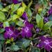 Perene: VINKA ljubicasta -Vinca minor 'Atropurpurea', slika2